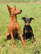 pinschers, adulte et chiot pinschers, adulte et chiot