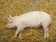Piglet