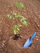 Plant de tomate Plant de tomate