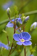 Ehrenpreis / Veronica [h]