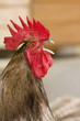 Coq qui chante