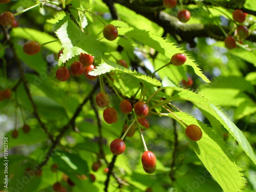 merises