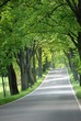 Allee im Frühling 1