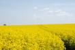 Rapsfeld mit Baum