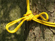 Baum mit einem gelben Seil verknotet