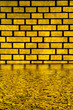 mauer