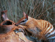 numbat