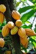 Cocoa pods Cocoa pods