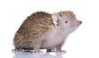Lesser Hedgehog Tenrec - Echinops telfairi Lesser Hedgehog Tenrec - Echinops telfairi