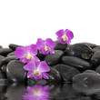 Purple orchid and black stones with reflection Purple orchid and black stones with reflection