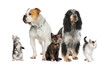 Group of pets : dogs and cats Group of pets : dogs and cats
