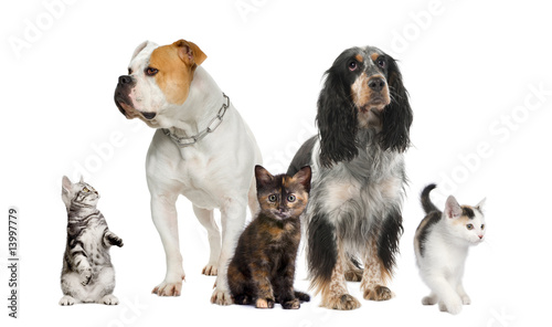 Group of pets : dogs and cats