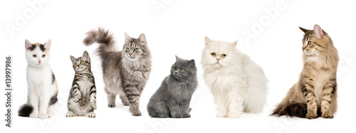 Group of cats in a row : Norwegian, Siberian and persian cat