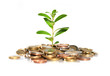 Money and plant.
