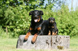 chienne beauceron et son petit de face chienne beauceron et son petit de face