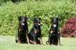 trois copains beaucerons montent la garde dans la propriété trois copains beaucerons montent la garde dans la propriété
