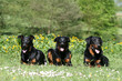 trois beaucerons couchés de face et tirant la langue trois beaucerons couchés de face et tirant la langue