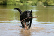 beauceron de face rapportant son bâton péché dans l'eau beauceron de face rapportant son bâton péché dans l'eau