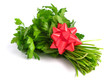 Bouquet of parsley tied with a bow, in white background.