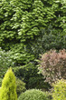 Foliage