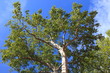 Baumkrone, Platane, Platanus, Frühjahr