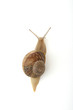 escargot vue du dessus