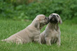 le bisou entre deux chiots cane corso dans le jardin