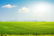 Green grass and the blue sky