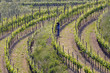 Lavori nei vigneti - Colli Orientali del Friuli - Rocca Bernarda
