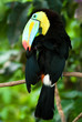 toucan toucan