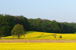 Rape field landscape