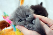 persian kitten on hands