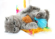 blue exotic kitten with cats toy blue exotic kitten with cats toy
