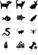 Pet Black