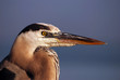 Great blue heron
