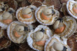 coquilles saint jacques au marché