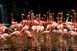 Pool of Flamingo