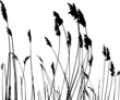real grass silhouette - vector