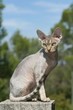 chat devon rex assis sur un muret de profil. rex devon