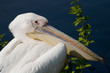 White Pelican Close Up Portrait White Pelican Close Up Portrait