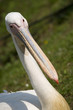White Pelican Close Up Portrait White Pelican Close Up Portrait