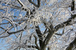 Baumkrone im Winter