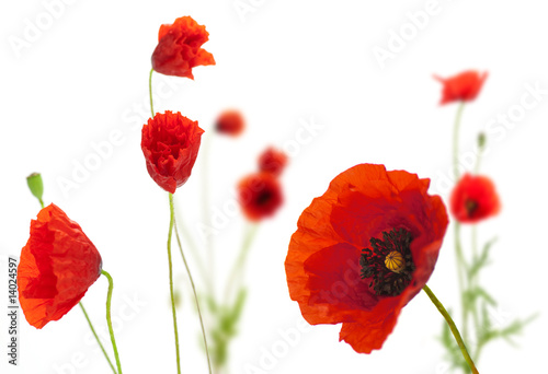 Fototapeta image d'un champ de coquelicots sur fond blanc