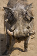 Wild boar Close Up Portrait Wild boar Close Up Portrait