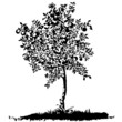 Vector: Silhouette of a young apple tree on meadow Silhouette of a young apple tree on meadow