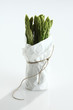 gruener Spargel,Asparagus,(Asparagus officinalis L.)