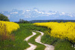 Rapsfeld vor Alpen