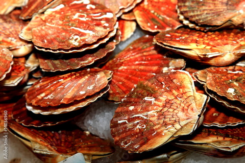 Jakobsmuscheln, Seafood, Fischmarkt, Frankreich Jakobsmuscheln, Seafood, Fischmarkt, Frankreich