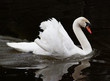 beautiful swan on black background
