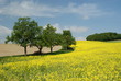 Rapsfeld